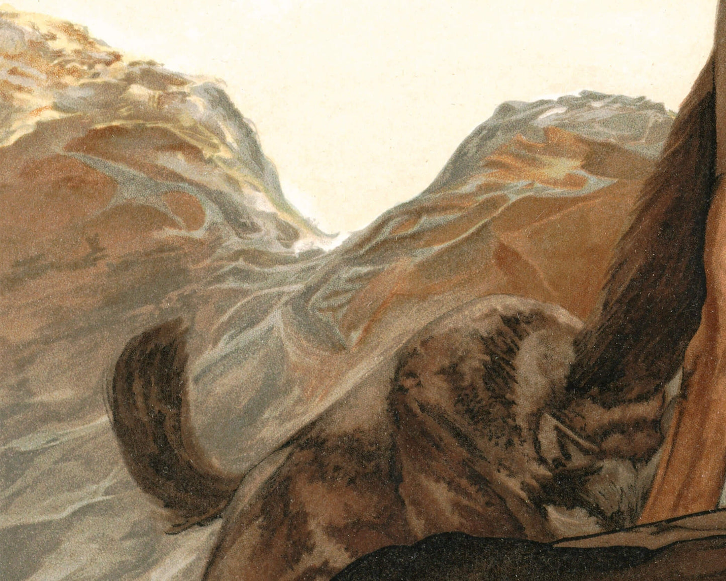 Akela Jungle Book | 1903