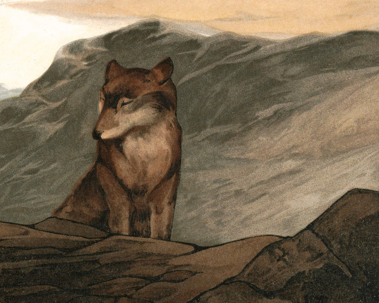 Akela Jungle Book | 1903