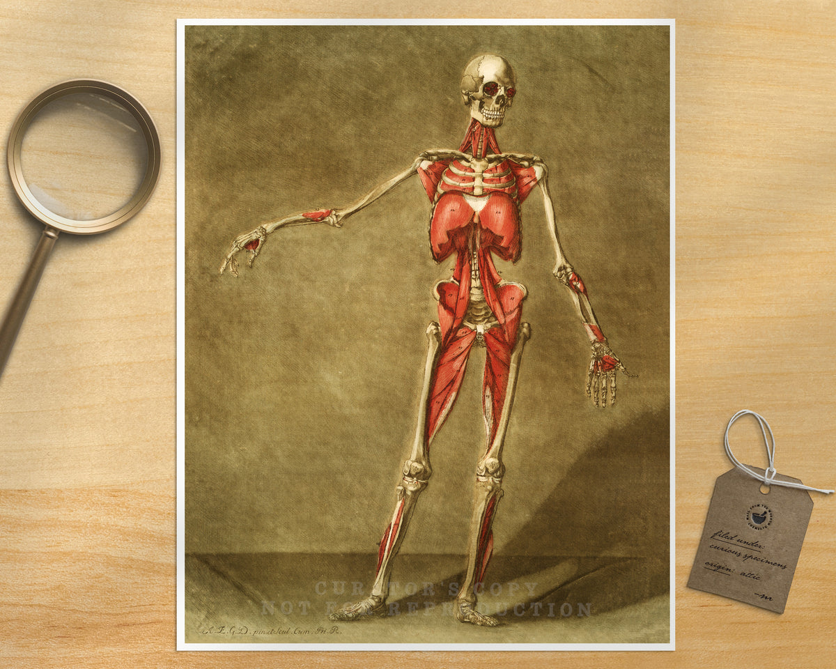 Skeleton and muscle | 18th Century