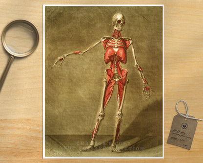 Skeleton and muscle | 18th Century