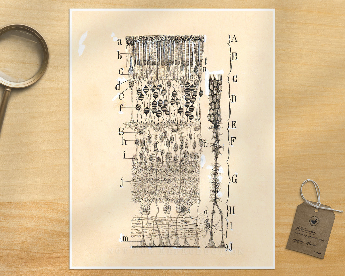 Cells in the Retina of the Eye | 1904