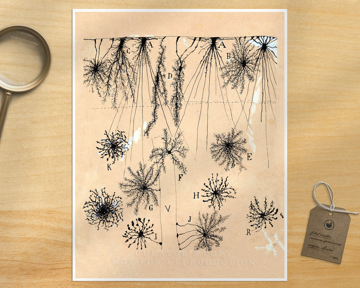 Cerebral cortex of Child | 1904