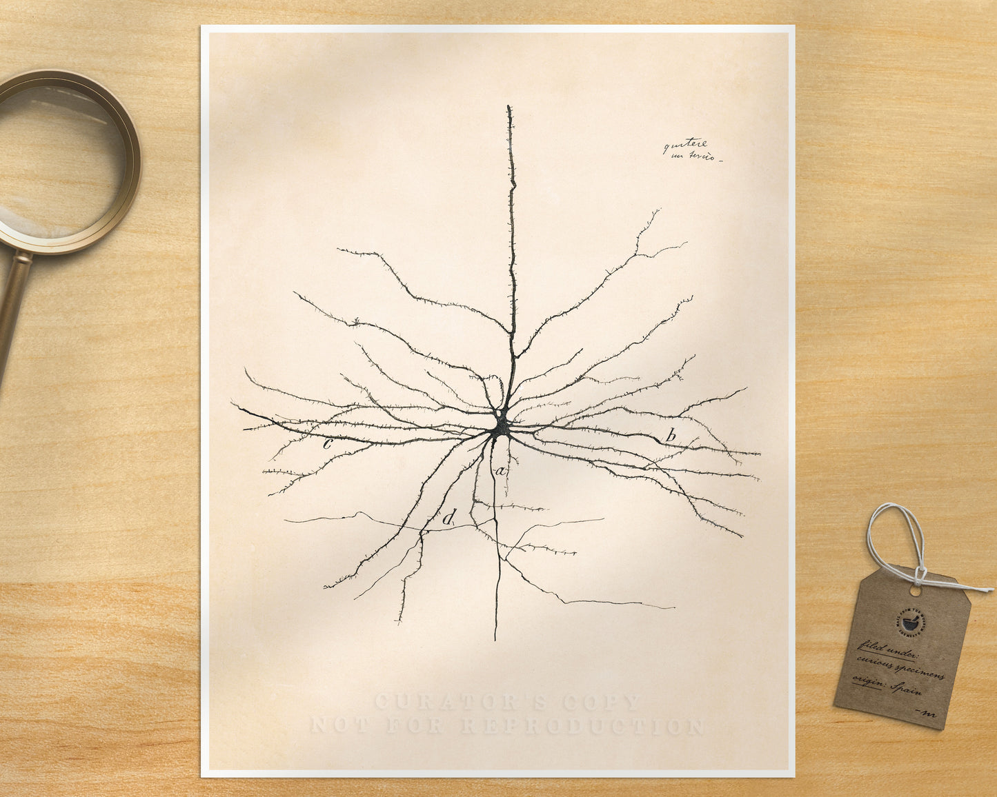 Pyramida Neuron  | 1904