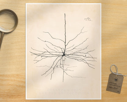 Pyramida Neuron  | 1904