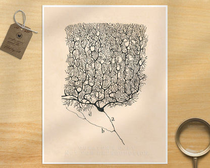 A Human Neuron | 1899