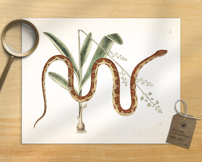 Corn Snake & Plant | 18th Century