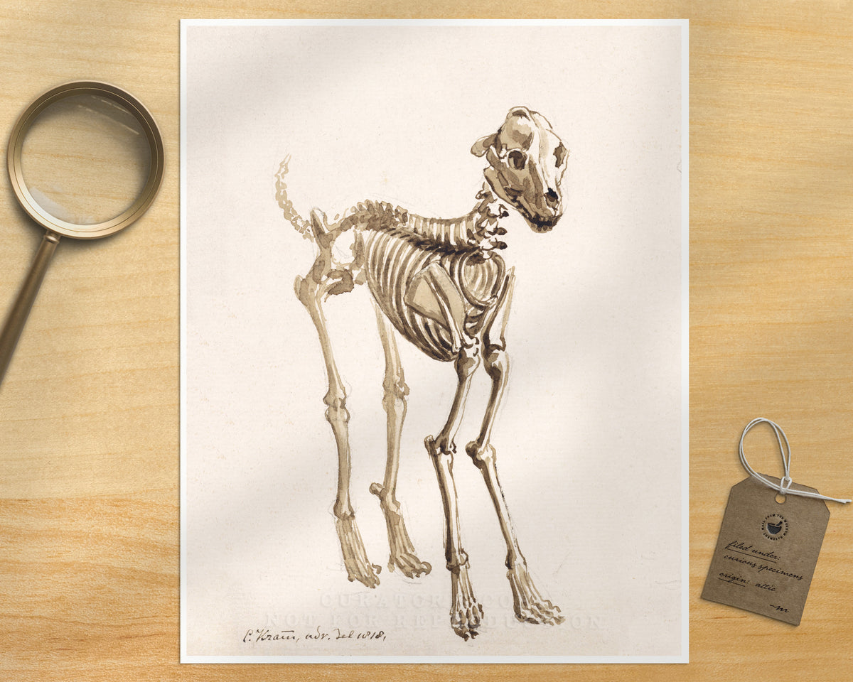 Skeleton of a Dog | 1818