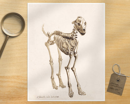Skeleton of a Dog | 1818