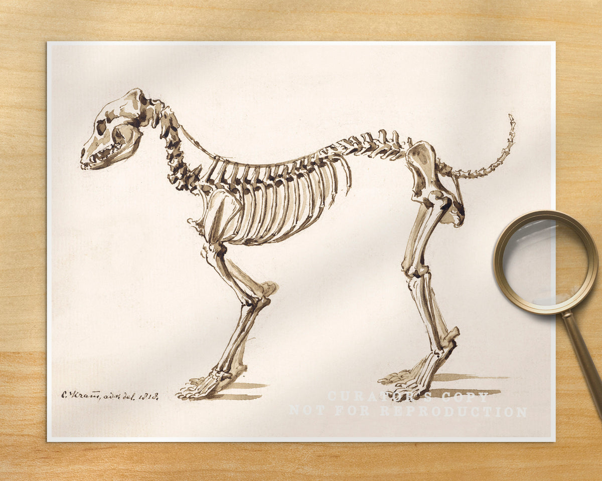 Side skeleton of a dog | 1818