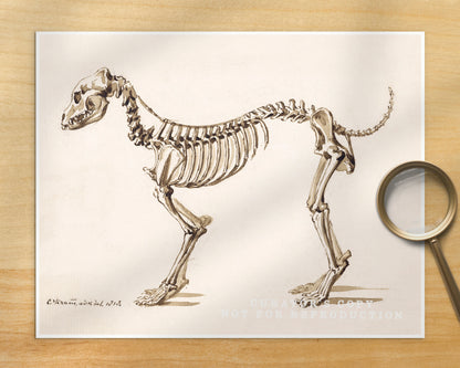 Side skeleton of a dog | 1818