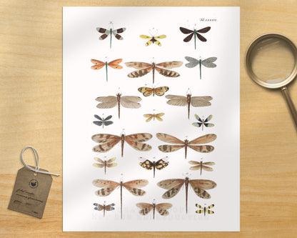 Diagram of Delicate Dragonflies | 1750