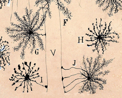 Cerebral cortex of Child | 1904 | Vintage cell drawing | Santiago Ramón y Cajal | Antique anatomical wall art | Neuroscience & Biology decor