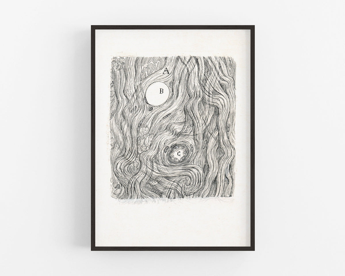 Neuron cell | 1899 | Santiago Ramón y Cajal | Antique anatomical illustration | Neuroscience and Biology wall art | Spanish artist