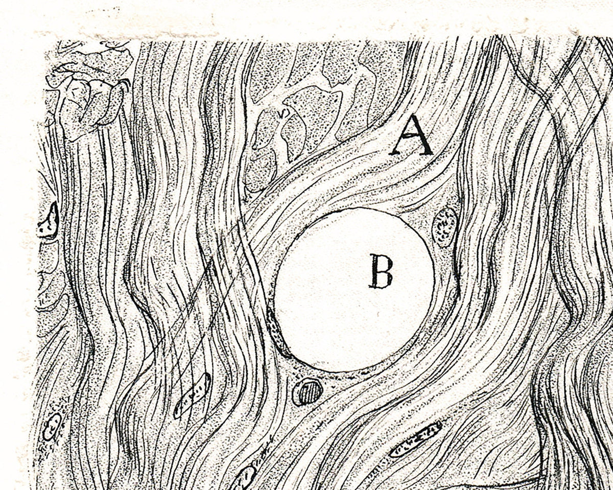 Neuron cell | 1899 | Santiago Ramón y Cajal | Antique anatomical illustration | Neuroscience and Biology wall art | Spanish artist