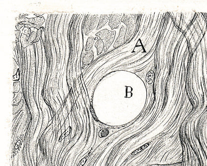 Neuron cell | 1899 | Santiago Ramón y Cajal | Antique anatomical illustration | Neuroscience and Biology wall art | Spanish artist