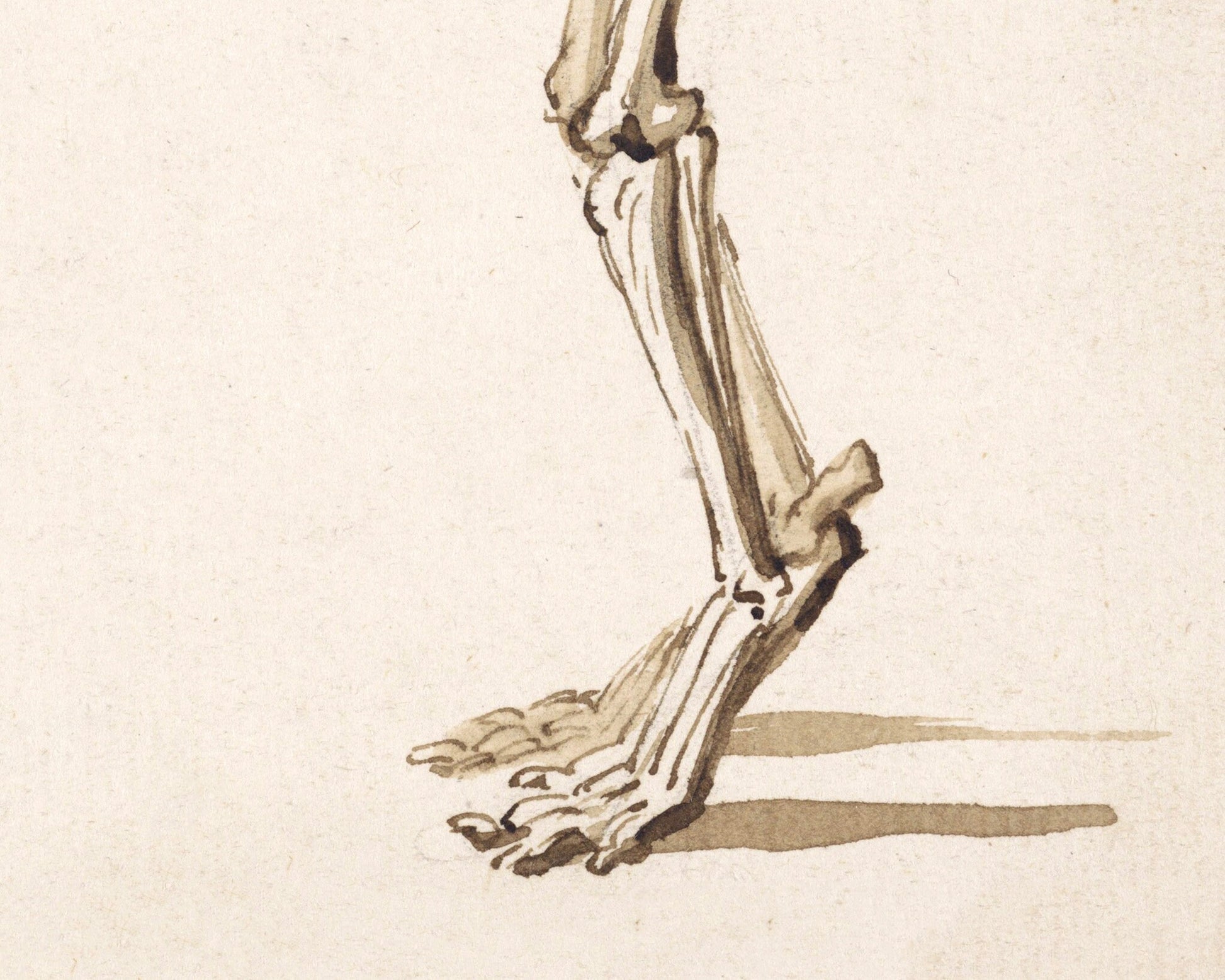 Side skeleton of a dog | 1818 | Light Academia aesthetic | Vintage canine anatomy print | Skeleton wall art | Veterinarian/doctor gift