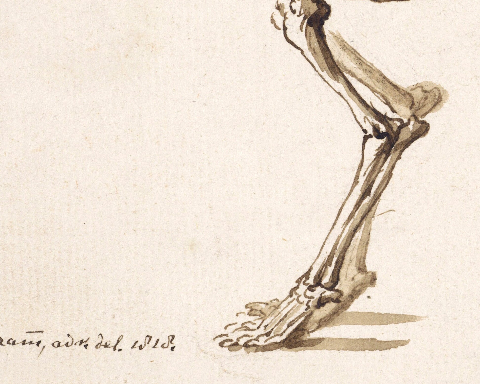 Side skeleton of a dog | 1818 | Light Academia aesthetic | Vintage canine anatomy print | Skeleton wall art | Veterinarian/doctor gift