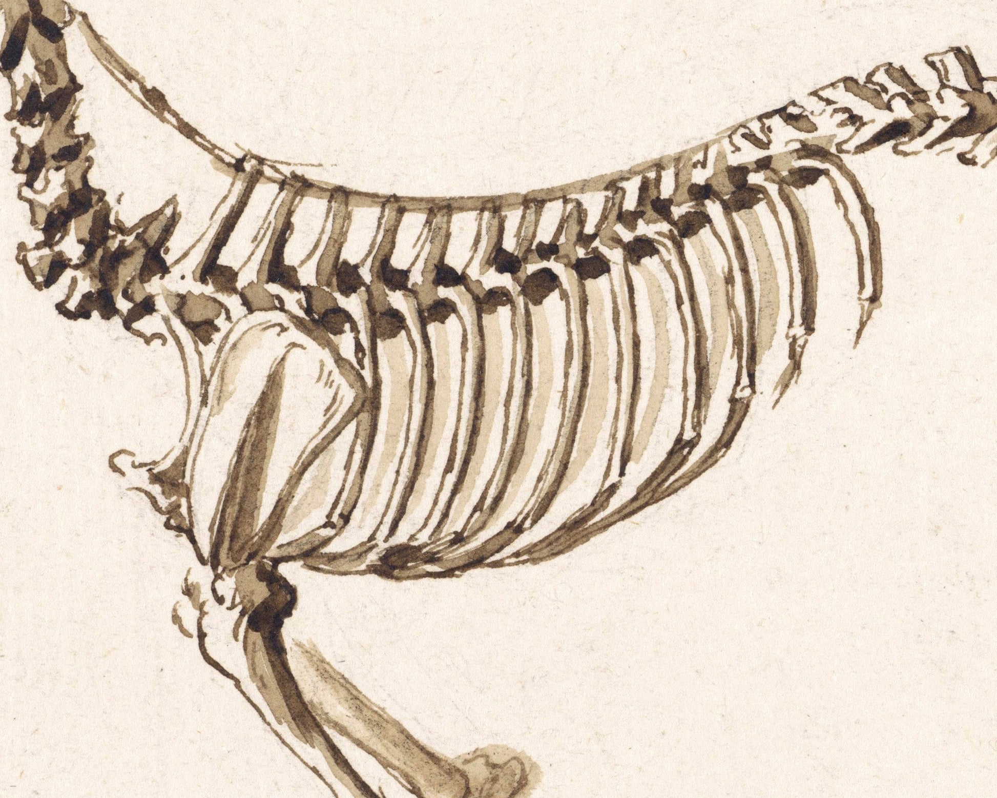 Side skeleton of a dog | 1818 | Light Academia aesthetic | Vintage canine anatomy print | Skeleton wall art | Veterinarian/doctor gift