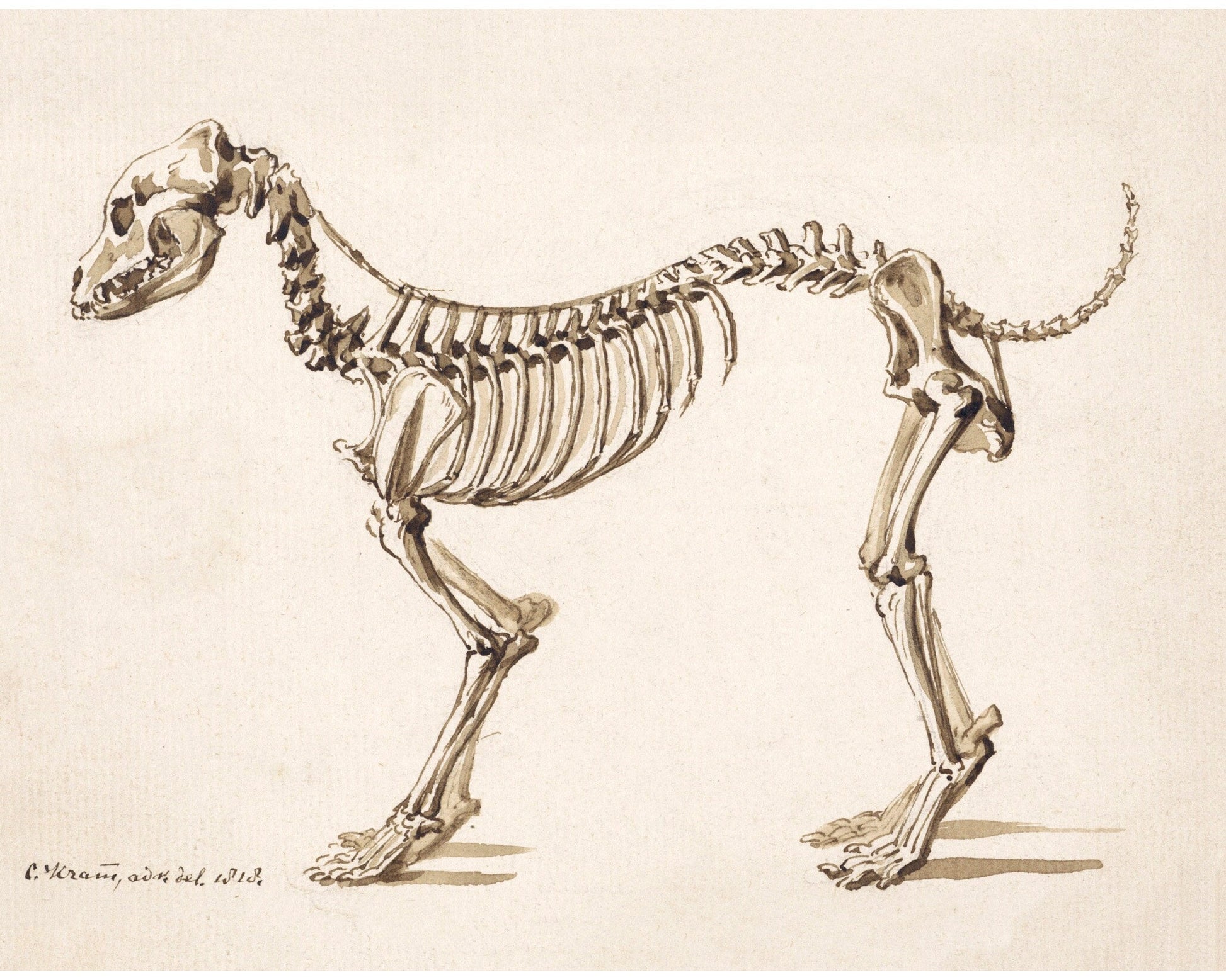 Side skeleton of a dog | 1818 | Light Academia aesthetic | Vintage canine anatomy print | Skeleton wall art | Veterinarian/doctor gift