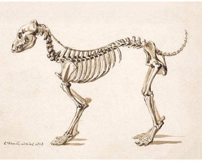 Side skeleton of a dog | 1818 | Light Academia aesthetic | Vintage canine anatomy print | Skeleton wall art | Veterinarian/doctor gift