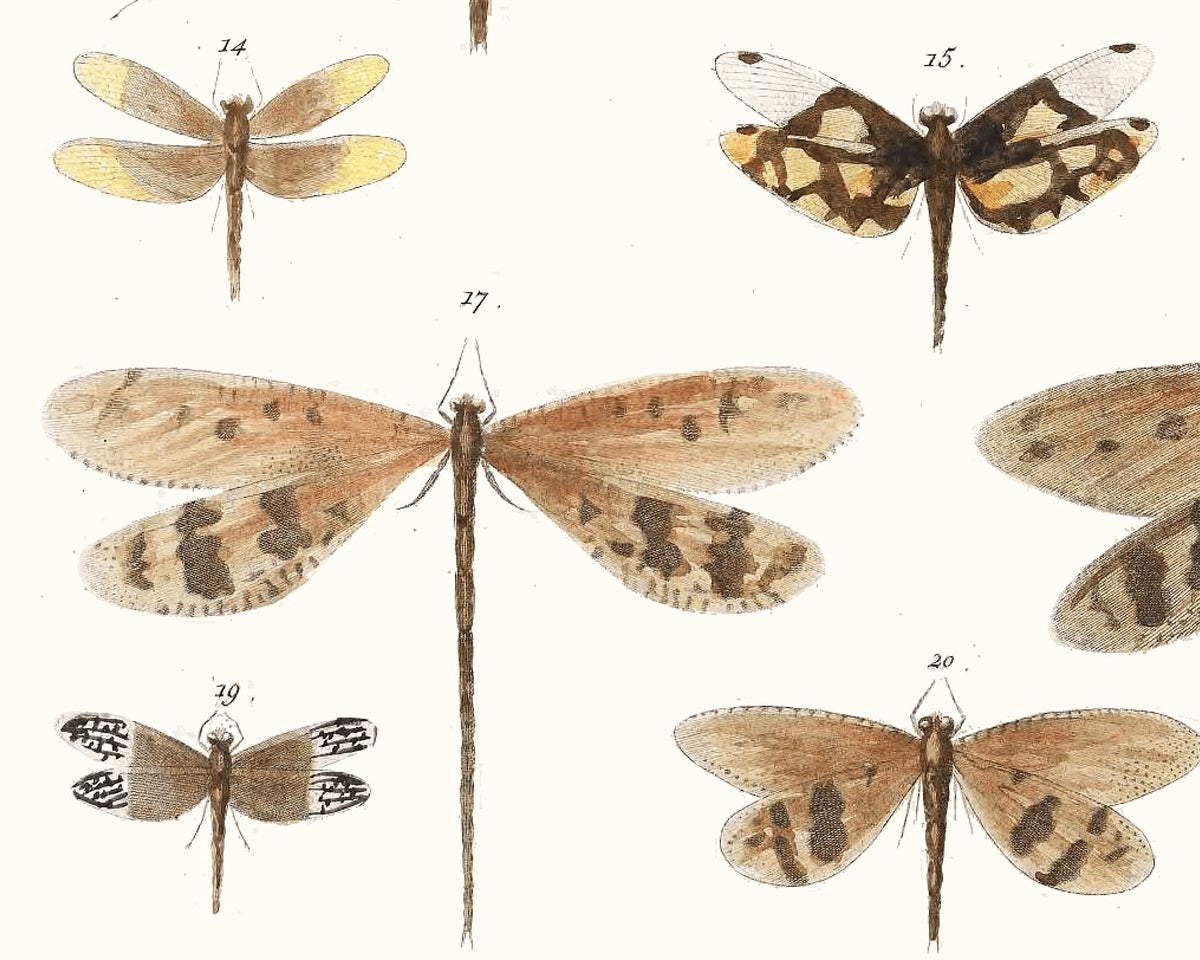 Diagram of Delicate Dragonflies | 1750 | Light Academia Dragonfly art | 18th century natural history tome | Encyclopedia wall art