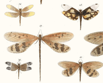Diagram of Delicate Dragonflies | 1750 | Light Academia Dragonfly art | 18th century natural history tome | Encyclopedia wall art