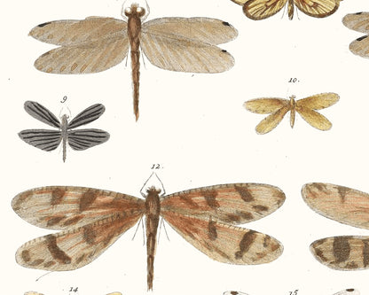Diagram of Delicate Dragonflies | 1750 | Light Academia Dragonfly art | 18th century natural history tome | Encyclopedia wall art