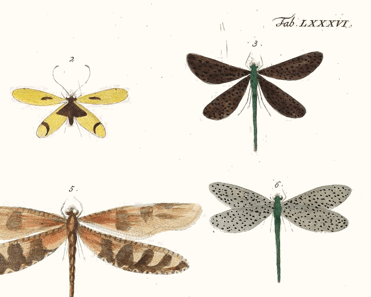 Diagram of Delicate Dragonflies | 1750 | Light Academia Dragonfly art | 18th century natural history tome | Encyclopedia wall art