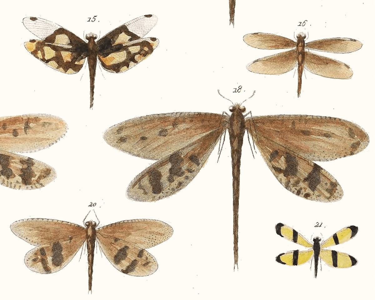 Diagram of Delicate Dragonflies | 1750 | Light Academia Dragonfly art | 18th century natural history tome | Encyclopedia wall art