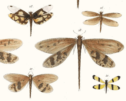 Diagram of Delicate Dragonflies | 1750 | Light Academia Dragonfly art | 18th century natural history tome | Encyclopedia wall art