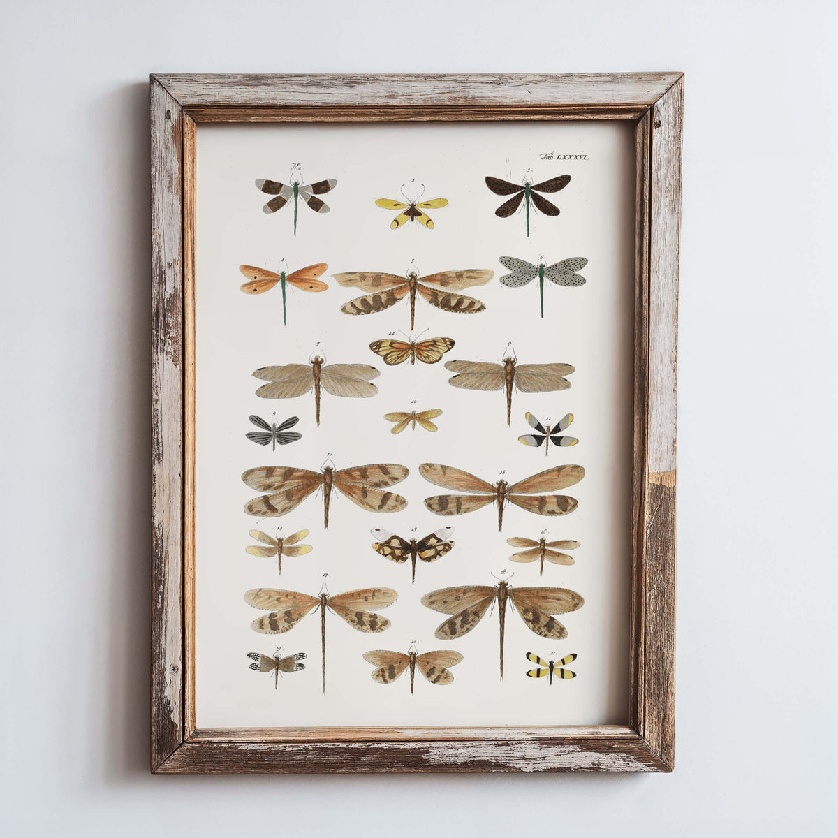 Diagram of Delicate Dragonflies | 1750 | Light Academia Dragonfly art | 18th century natural history tome | Encyclopedia wall art