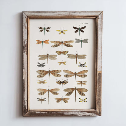 Diagram of Delicate Dragonflies | 1750 | Light Academia Dragonfly art | 18th century natural history tome | Encyclopedia wall art