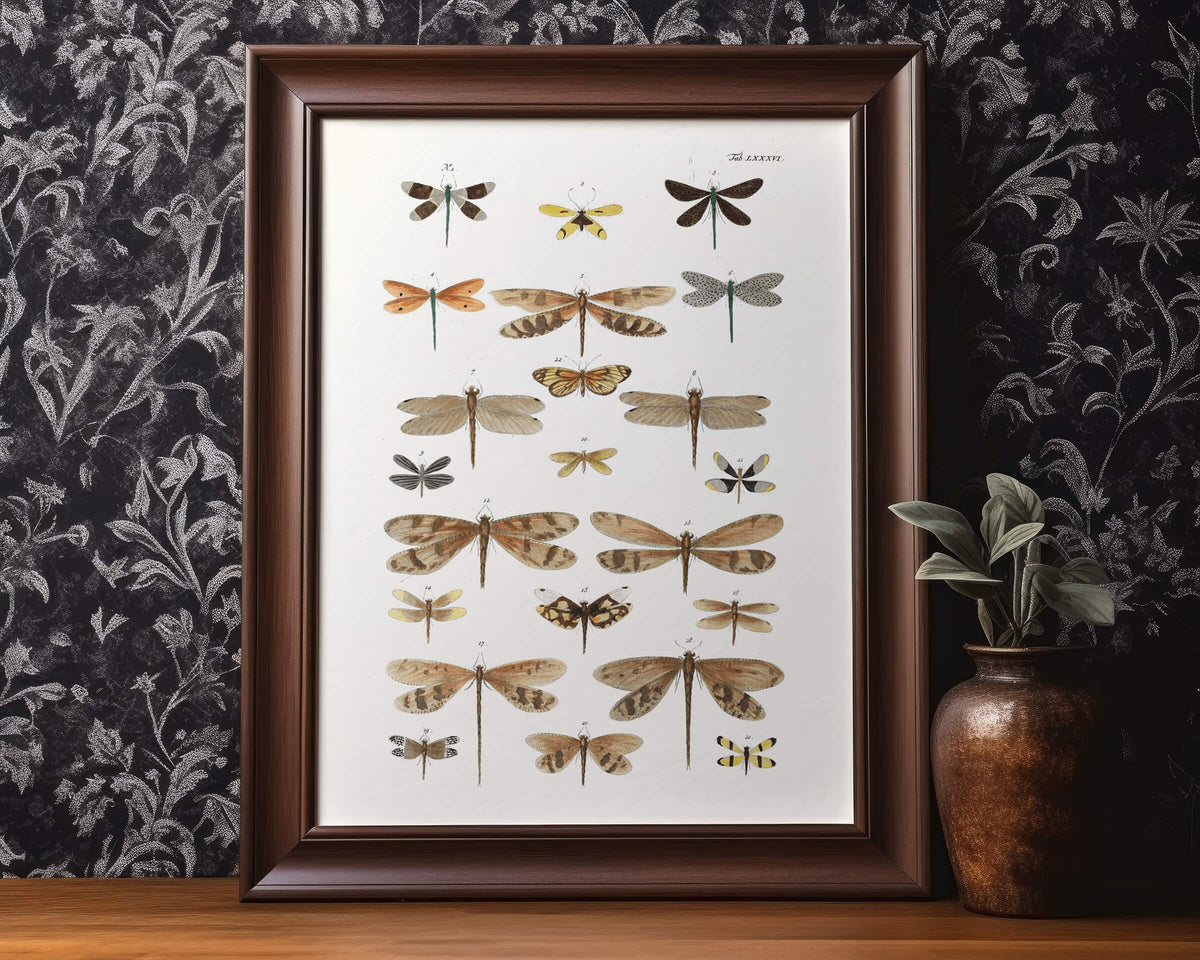 Diagram of Delicate Dragonflies | 1750 | Light Academia Dragonfly art | 18th century natural history tome | Encyclopedia wall art