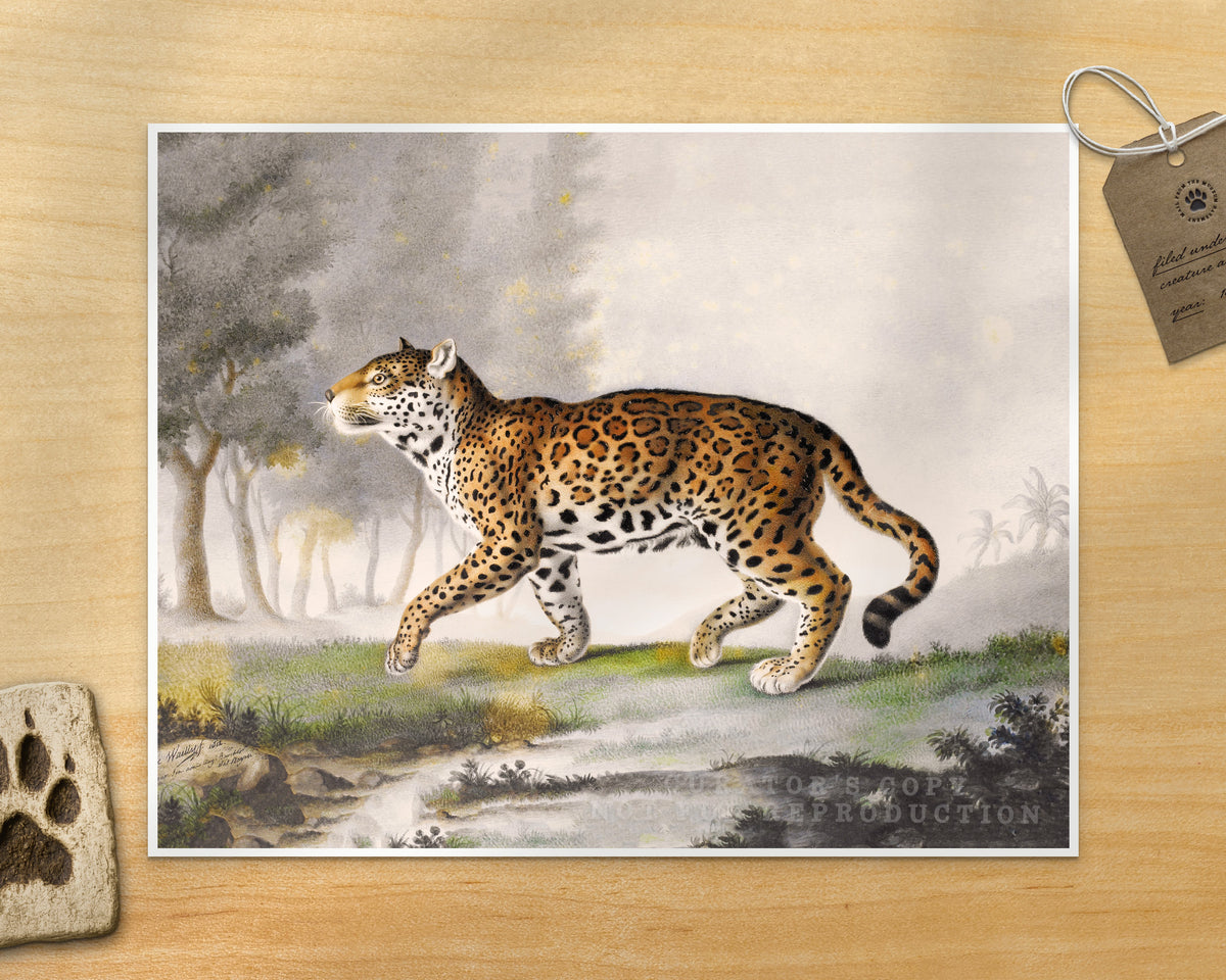 Great Panther, Quarter the Size | 1812