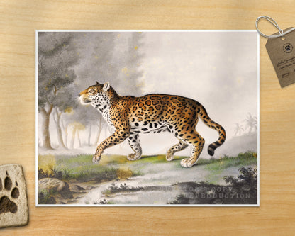 Great Panther, Quarter the Size | 1812