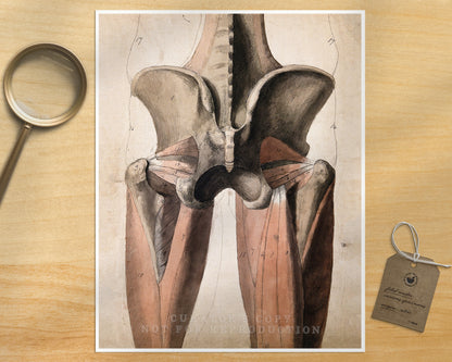 The Muscles and Bones of the Pelvis and Thighs | 1815