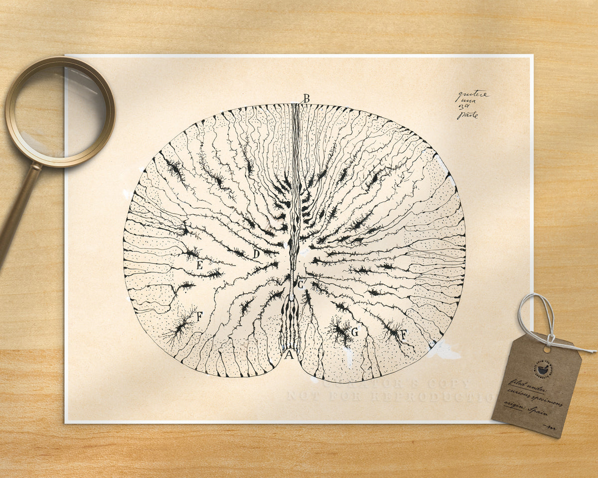 Glial Cells of a Mouse Spinal Cord | 1899