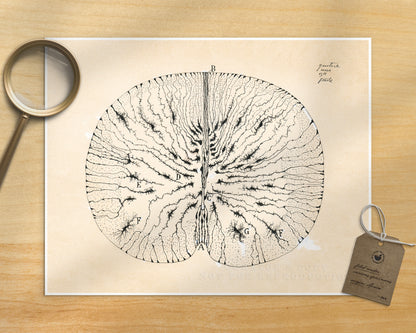 Glial Cells of a Mouse Spinal Cord | 1899