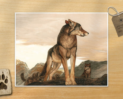 Akela Jungle Book | 1903