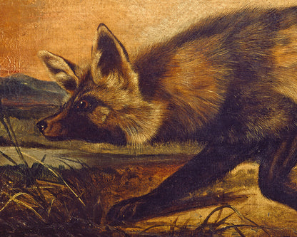 Long Tailed Red Fox | 19th Century