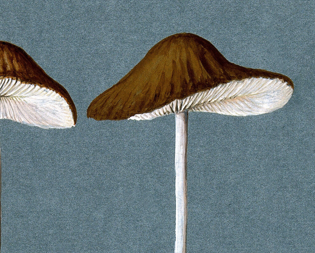 A Beautiful Fungi | 1896
