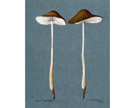 A Beautiful Fungi | 1896