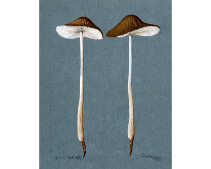 A Beautiful Fungi | 1896