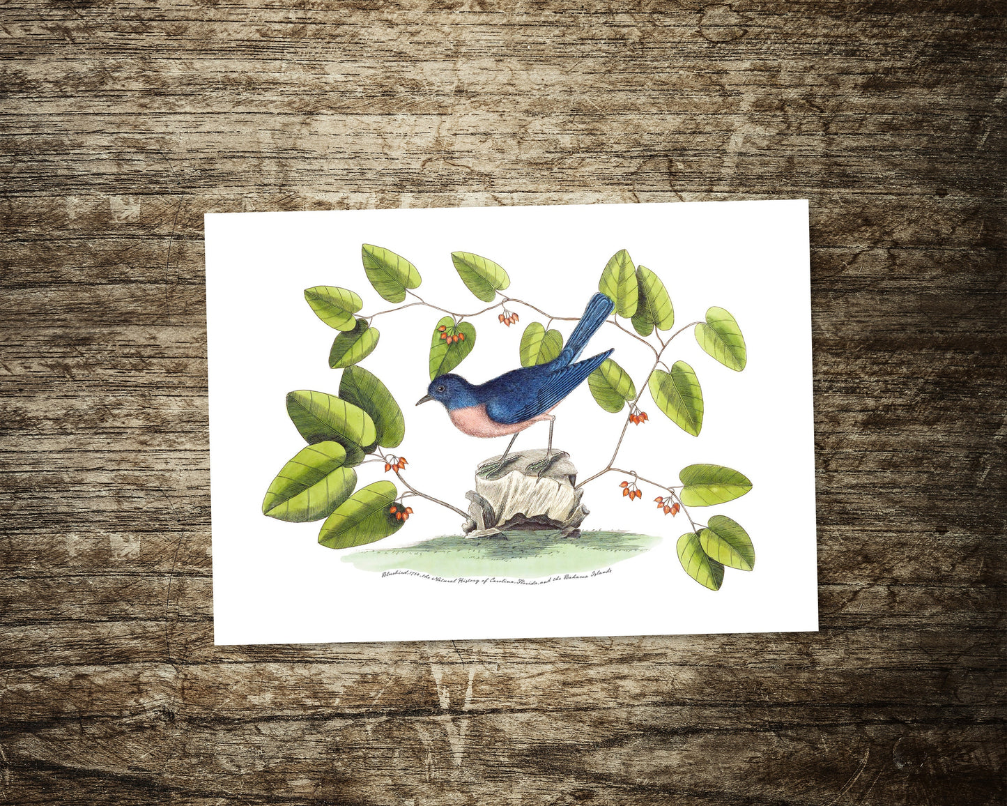 Blue Bird | 18th Century