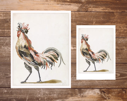 Crowing Rooster | 17th Century