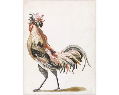 Crowing Rooster | 17th Century