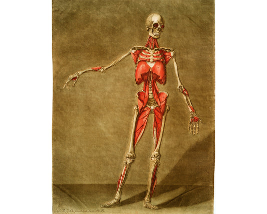 Skeleton and muscle | 18th Century