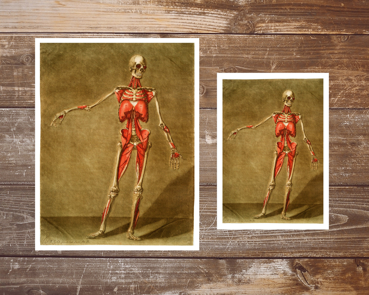 Skeleton and muscle | 18th Century