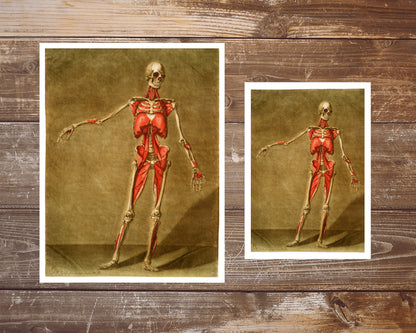 Skeleton and muscle | 18th Century