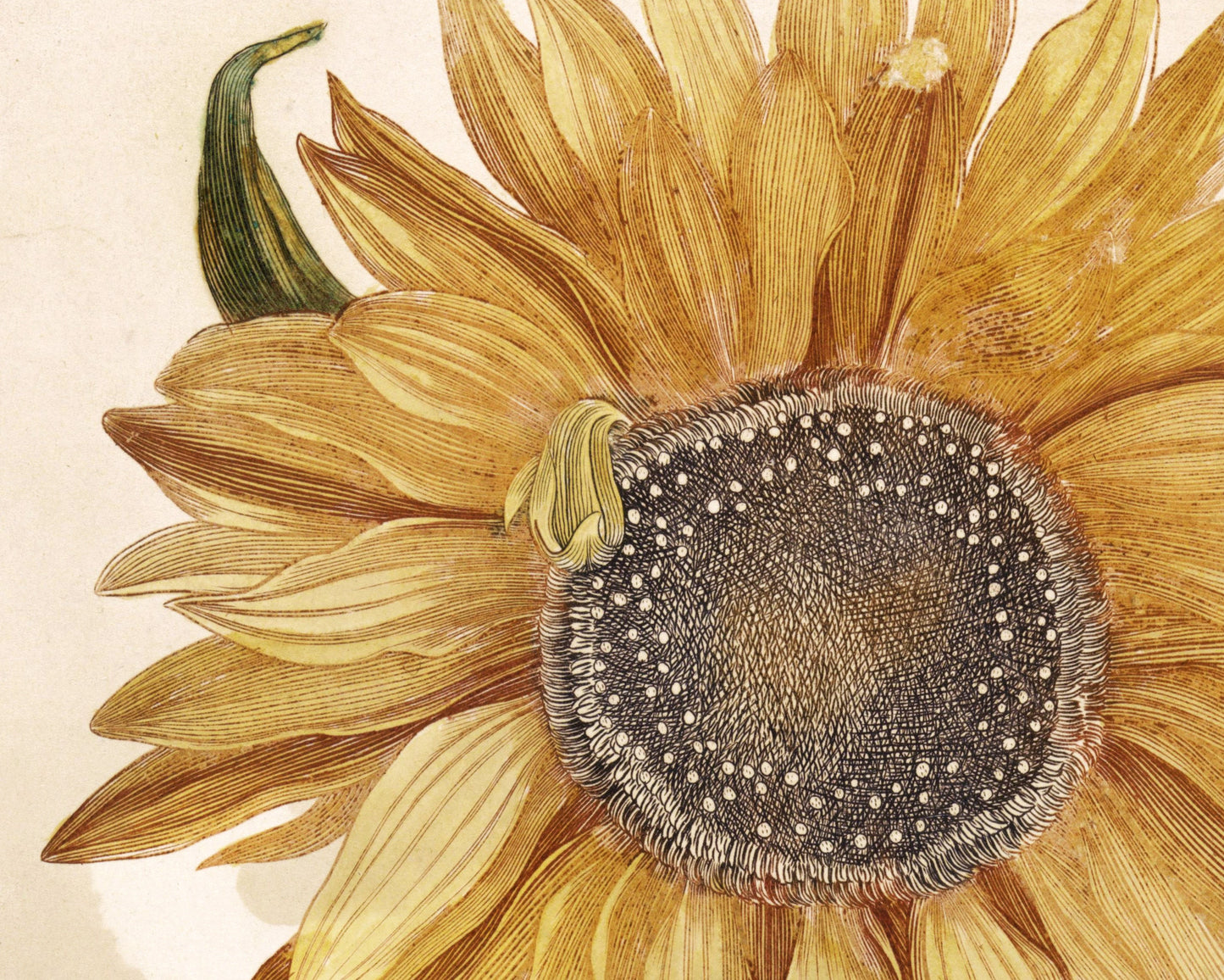 Sunflower | 1688